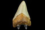 3.35" Fossil Megalodon Tooth - North Carolina - #131589-2